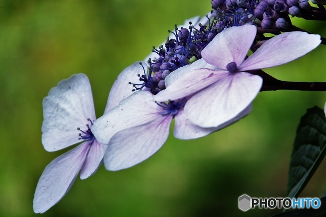 紫陽花