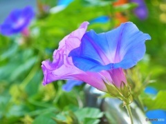 仲良しアサガオ