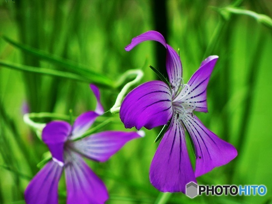公園のお花04