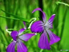 公園のお花04