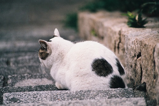 今日のネコ気分(=^・^=)