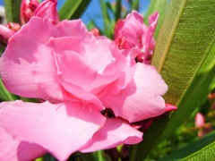 ピンクの花♪