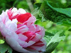 祝いの花♪