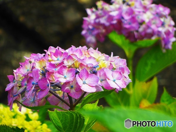 紫陽花ピンク♪