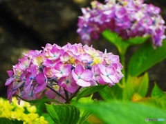 紫陽花ピンク♪