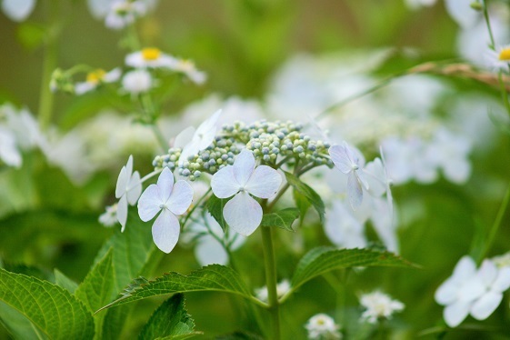 このお花の季節♪