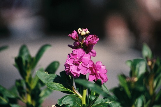 紫のお花♪