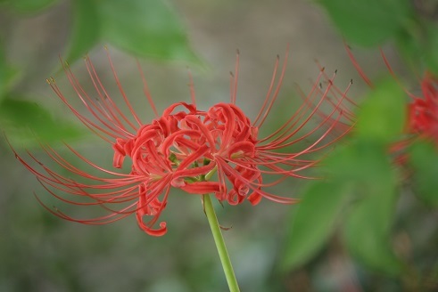 彼岸花♪