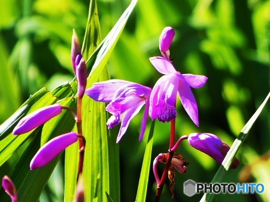 公園のお花01
