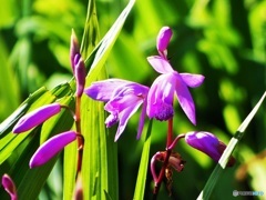 公園のお花01