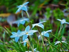 蒼いお花