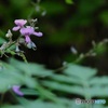 可愛いお花