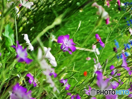 公園のお花05
