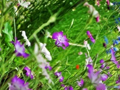 公園のお花05