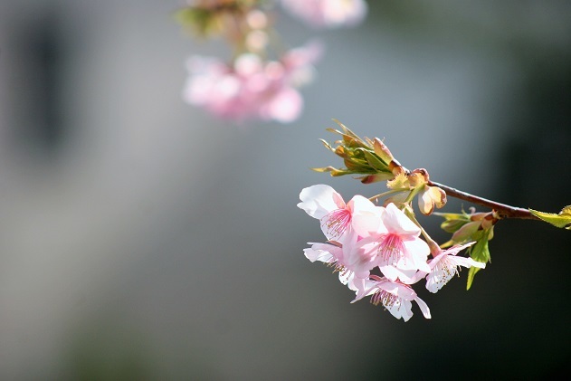 ピンクの花０１