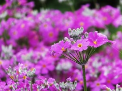 可愛いお花♪
