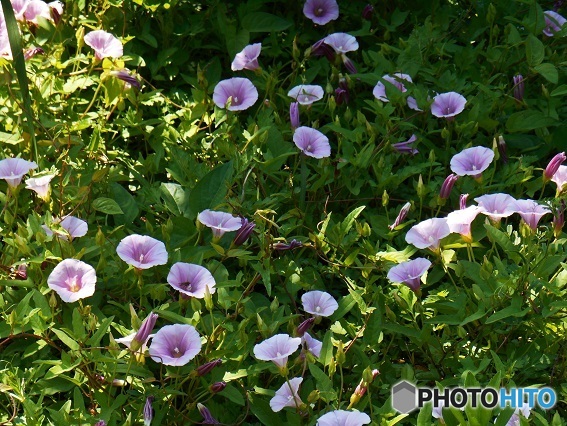 沢山の花