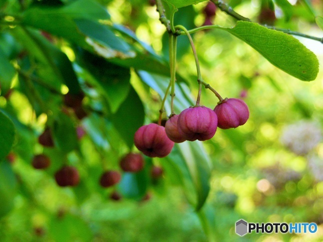 カボチャのよう