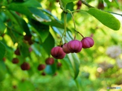 カボチャのよう