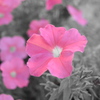 ピンク色の花