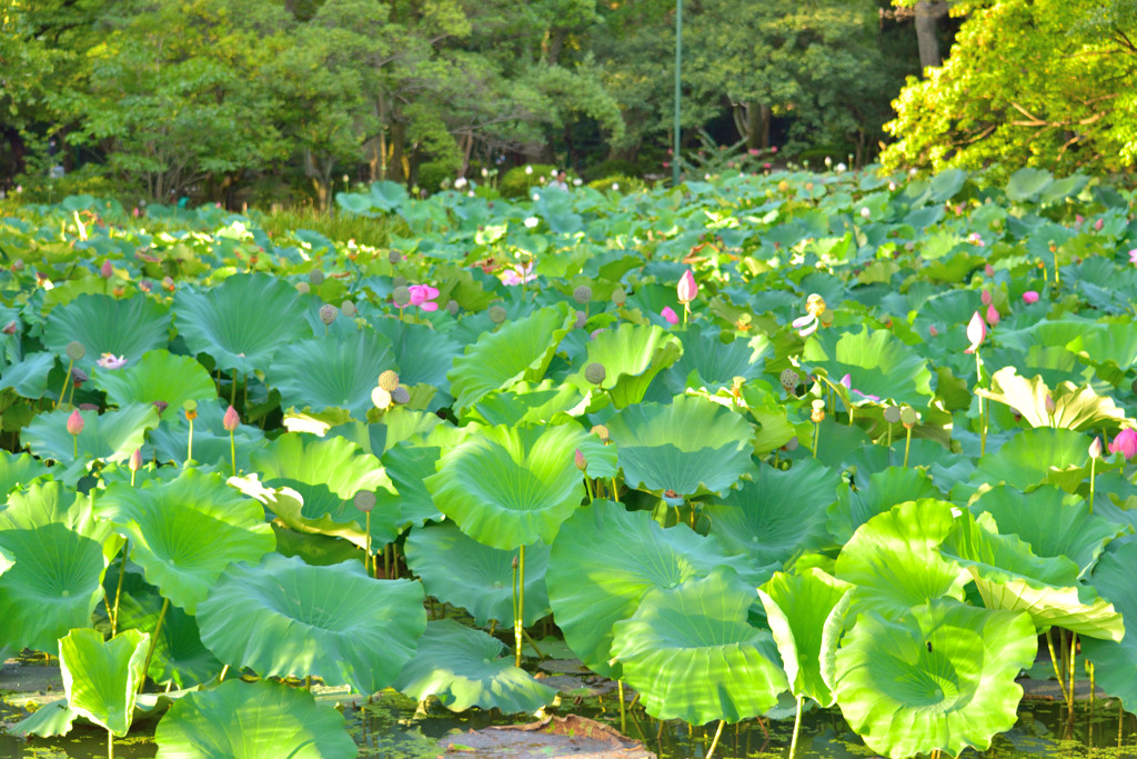 名前の分からない草たち