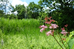 箱根湿性花園DSC05436