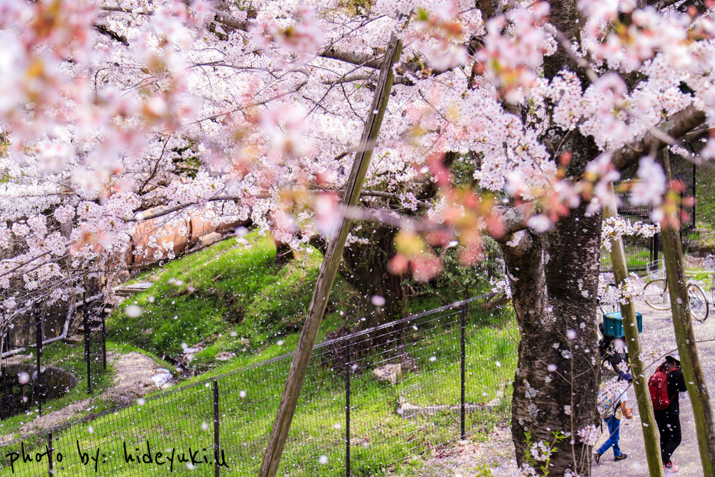 桜吹雪