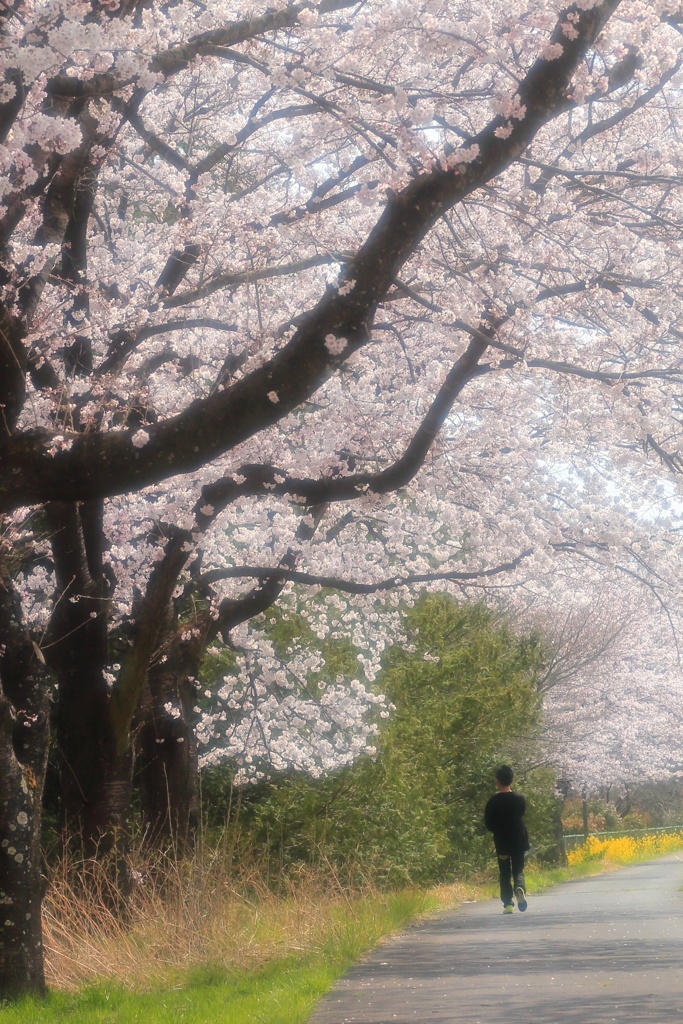 お花見散歩