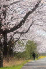 お花見散歩