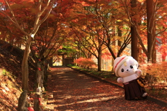 紅葉のさのまる君