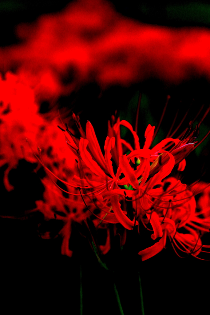 曼珠沙華