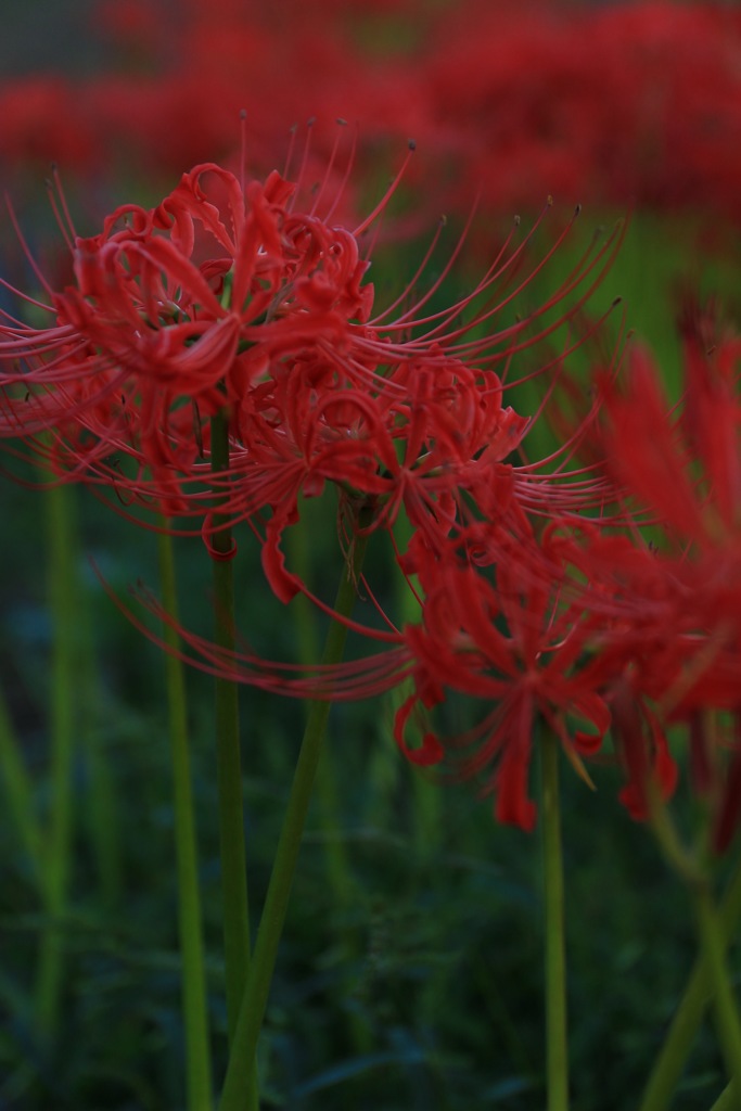 曼珠沙華2