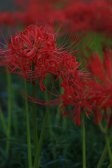 曼珠沙華2