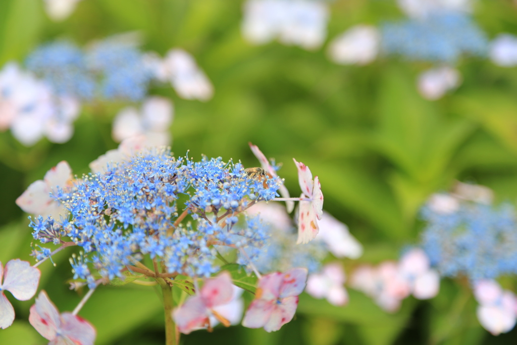 紫陽花