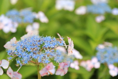 紫陽花