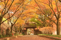 orange〜金蔵院〜