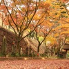紅葉の金蔵院
