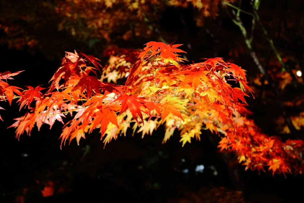 円通院紅葉ライトアップ３