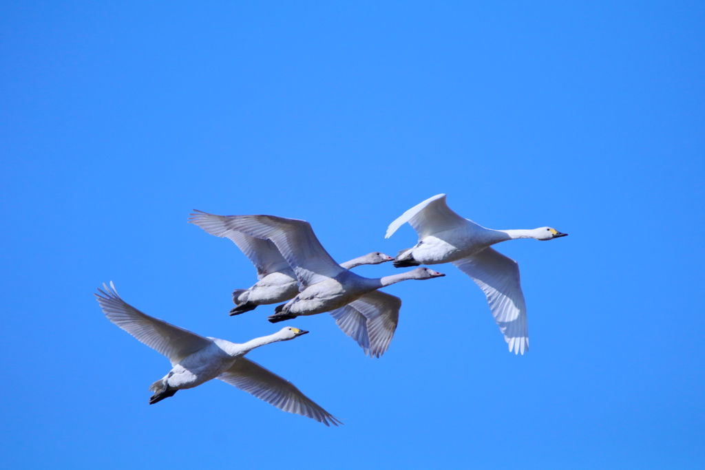 白鳥の家族