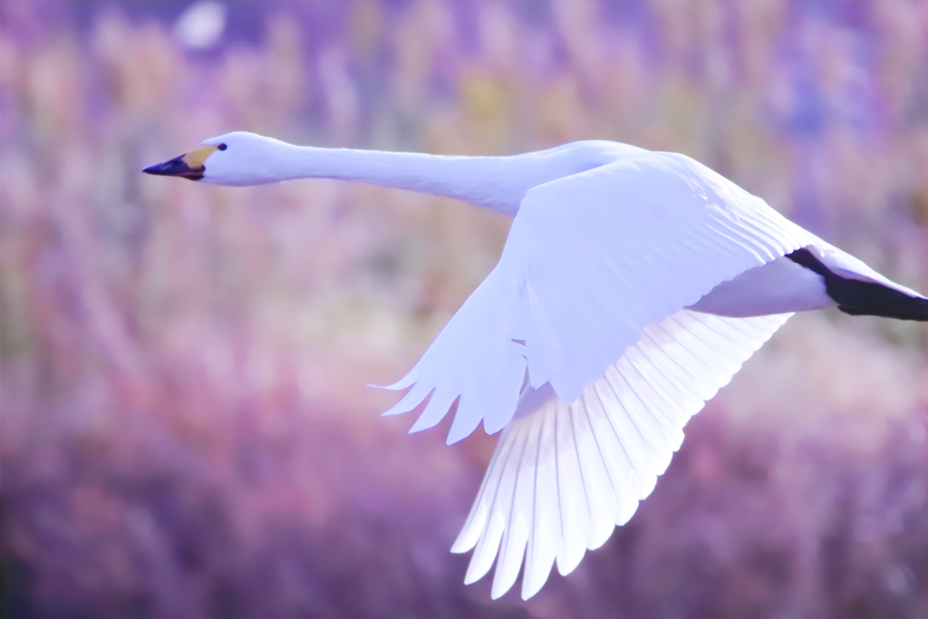白鳥