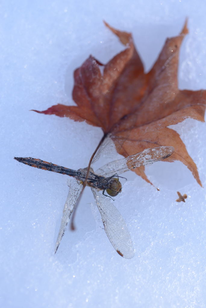 突然の雪に…