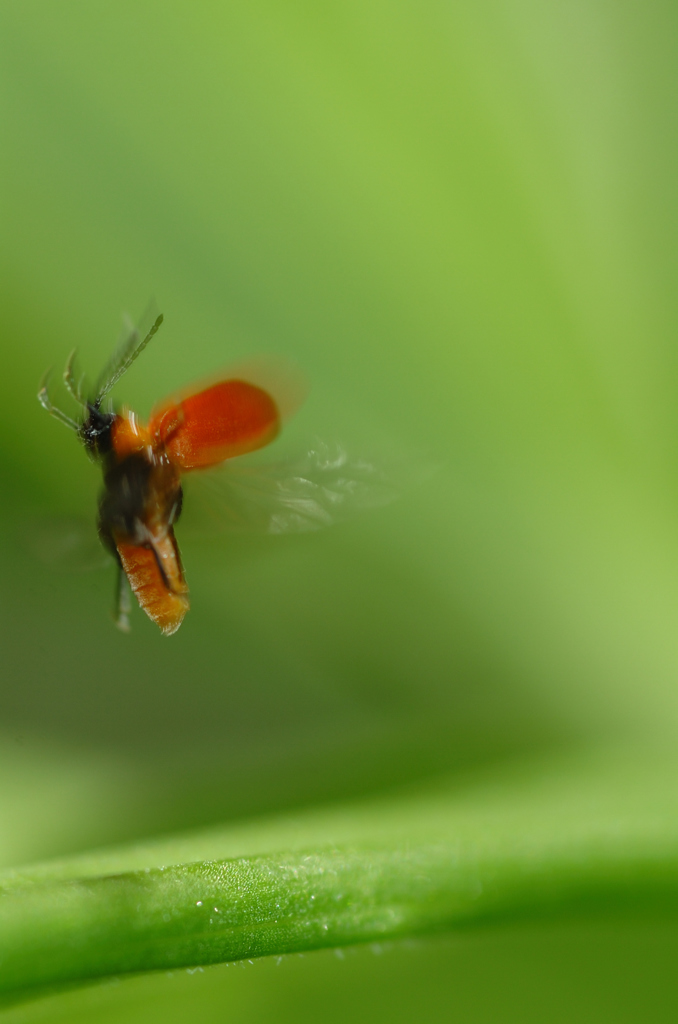 Fly！ 3