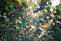 葉の天井