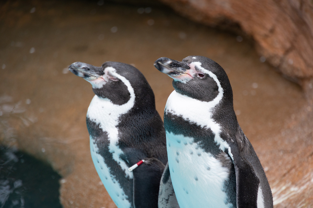 東山動物園ペンギン