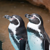 東山動物園ペンギン