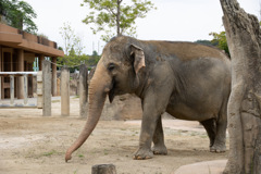 東山動物園ゾウ