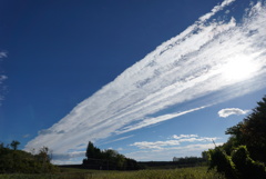 デントコーン畑の空