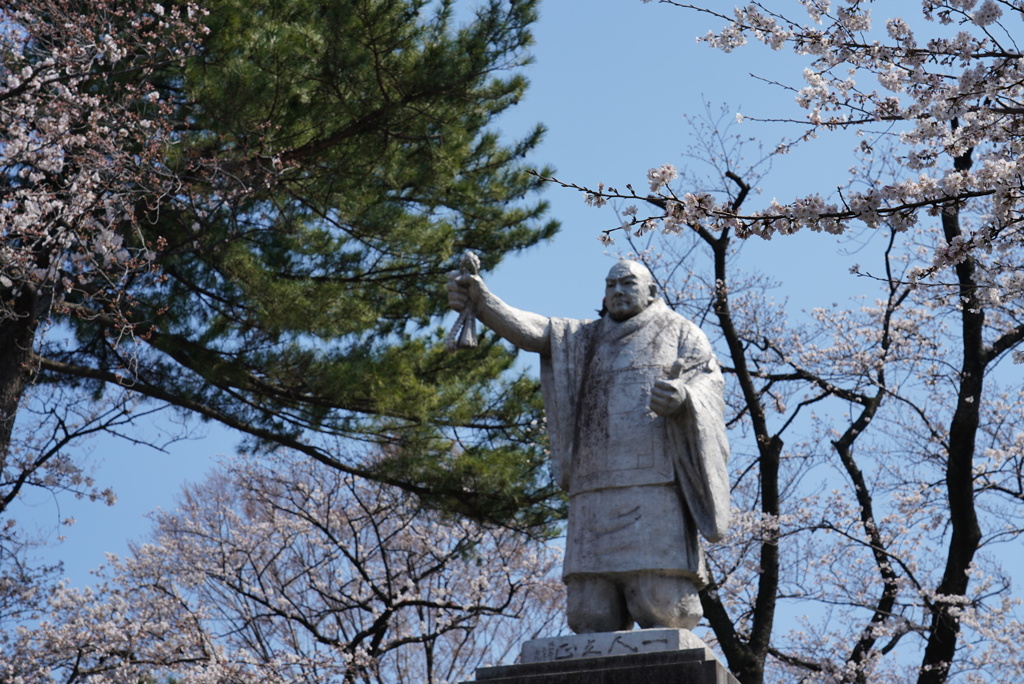 日蓮聖人と桜