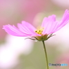 秋桜♪