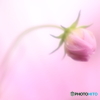 秋桜